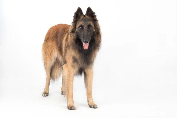 Pastor belga Tervuren Dog de pie — Foto de Stock