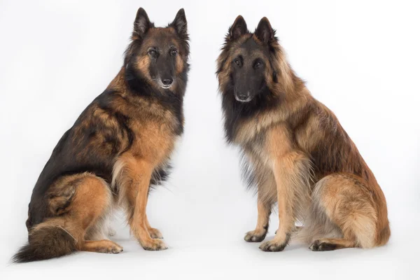 Dois cães, pastor belga Tervuren, isolados — Fotografia de Stock