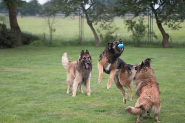 Tres perros atrapando pelota en la hierba — Foto de Stock