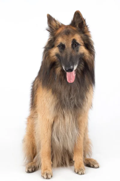 Belgische herder Tervuren vergadering — Stockfoto