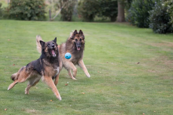 Две собаки бегут за мячом — стоковое фото