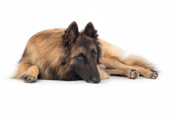 Hond, Belgische herder Tervuren, liggen — Stockfoto