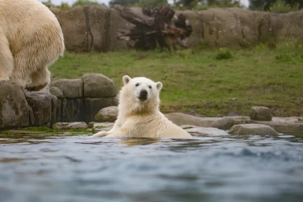 Urso polar na água Fotografia De Stock