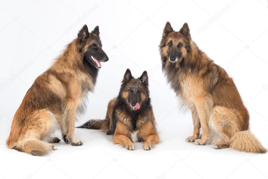 Three dogs isolated on white studio background