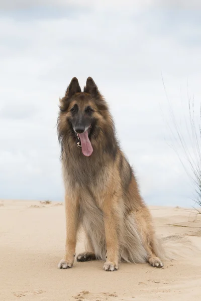 Собака, бельгийская овчарка Тервурен, сидя на песке, глядя в пришел — стоковое фото