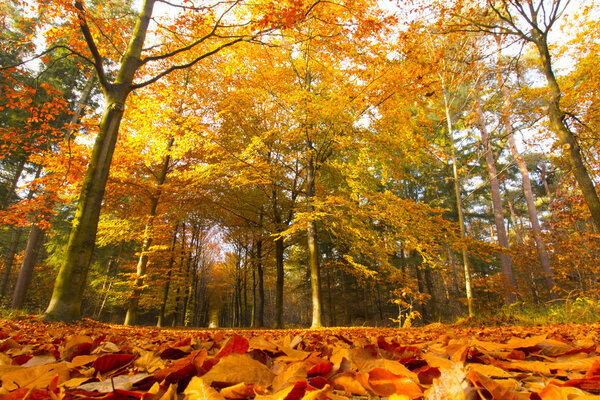 Autumn woods, park