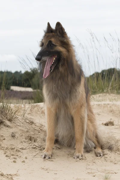 Собака, бельгийская овчарка Тервурен, смотрит на дюны — стоковое фото