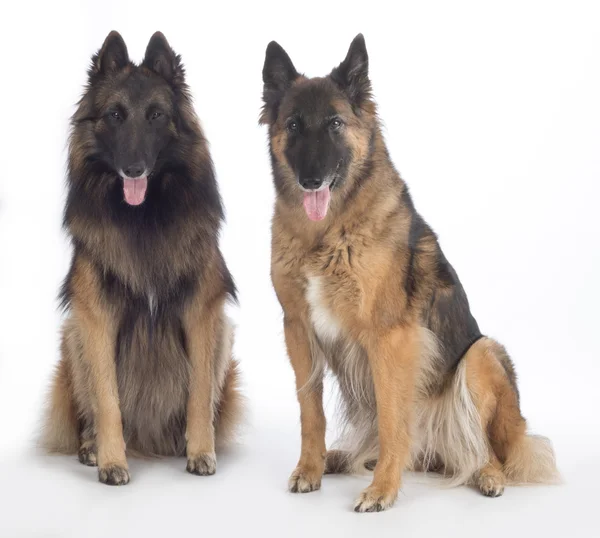 Dos perros, el pastor belga Tervuren, sentados, aislados — Foto de Stock