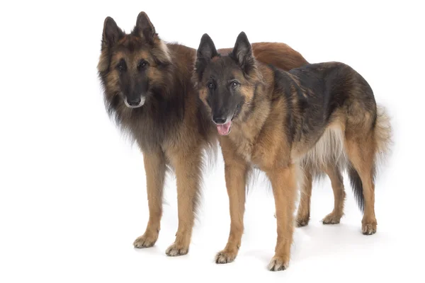 Due cani, pastore belga Tervuren, in piedi, isolato — Foto Stock