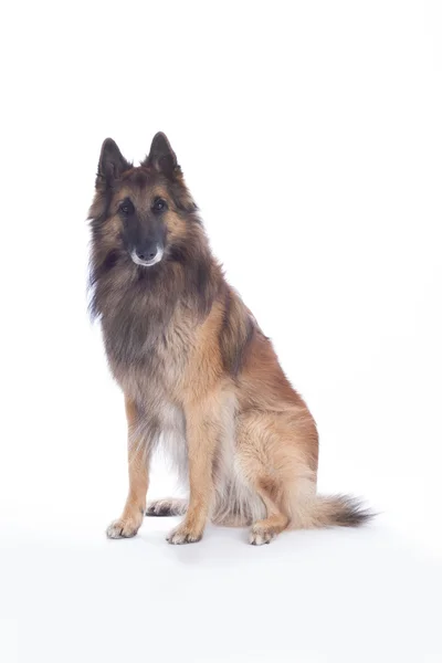 Hond, Belgische herder Tervuren, geïsoleerd — Stockfoto