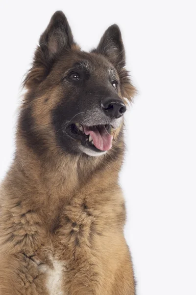 Hond, Belgische herder Tervuren, headshot, geïsoleerd — Stockfoto