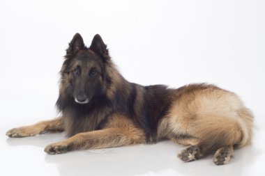 Yalan, köpek, Belçika çoban Tervuren, izole