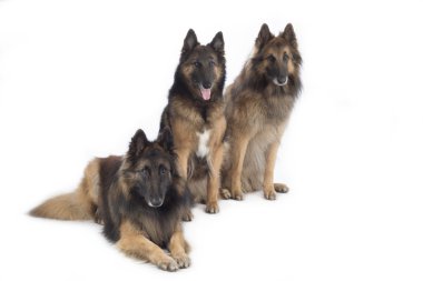 Üç köpek, Belçika çoban Tervuren, izole