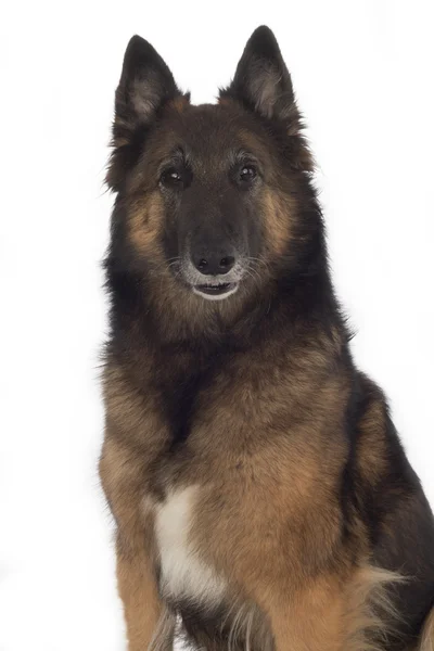 개, 벨기에 양치기 테 뷰런, 절연 — 스톡 사진