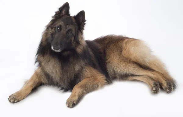 Cão, pastor belga Tervuren, deitado, isolado — Fotografia de Stock