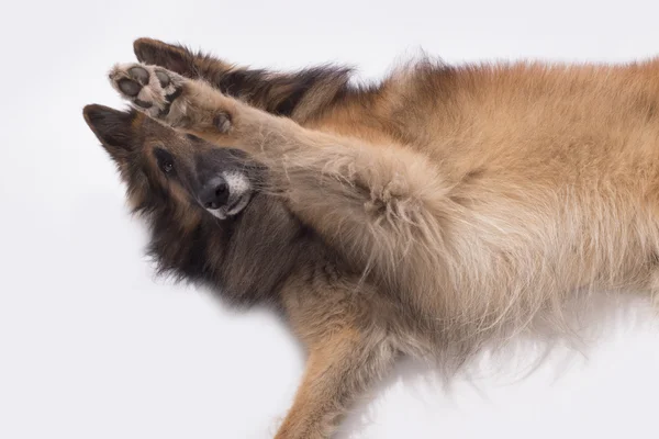 Hond, Belgische herder Tervuren, paw omhoog, geïsoleerd — Stockfoto