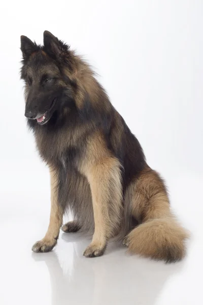 개, 벨기에 양치기 테 뷰런, 앉아, 절연 — 스톡 사진