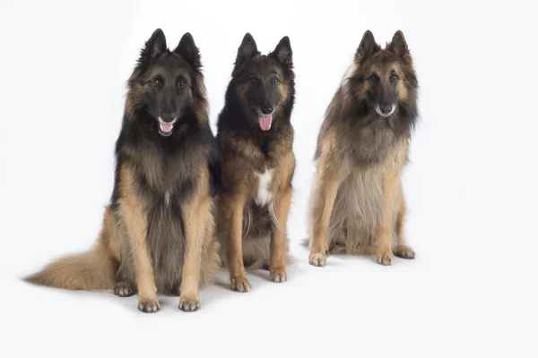 Tre cani, pastore belga Tervuren, isolati — Foto Stock