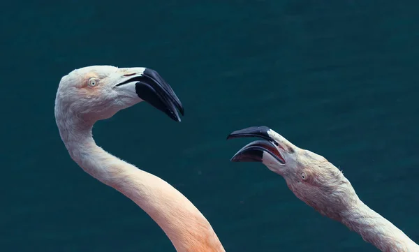 Two Caribbean Flamingoes One Whom Appears Startled Other One — Stock Photo, Image