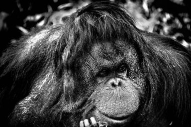 Sıkılmış görünen bir orangutan başka bir yerde olmayı diliyor.