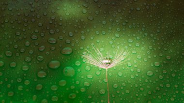 Tek bir karahindiba tohumu ve yeşil bir zemin üzerine damlalar.