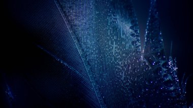 Su damlacıkları siyah bir tüy üzerinde yatıyor.