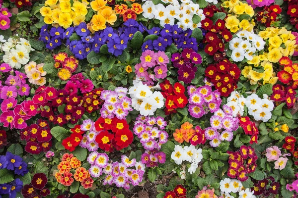 Primulas coloridas — Foto de Stock