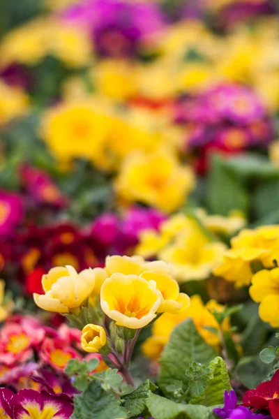 Primulas amarillas en un parque de Estambul — Foto de Stock