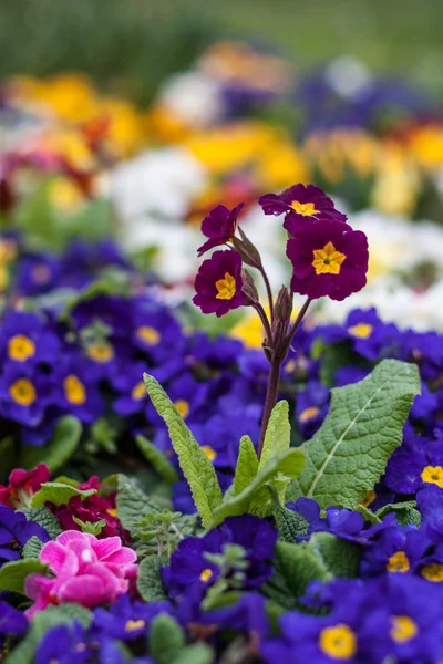 Primula púrpura en un parque de Estambul — Foto de Stock