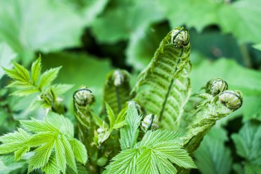 Fern and raspberry leaves in the forest clipart