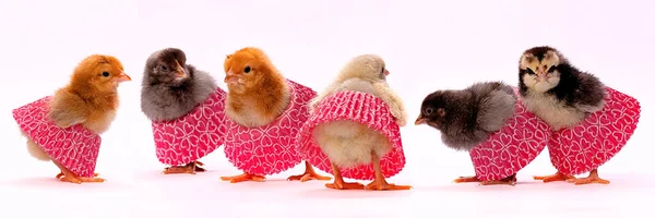 Chickens Skirts Studio — Stock Photo, Image