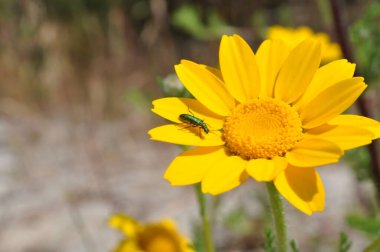 Böcek pousado ayık planta