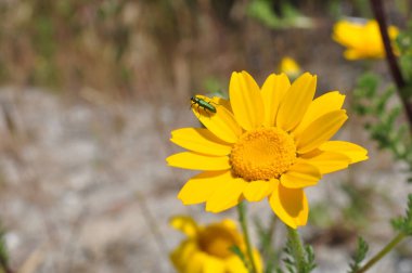 Böcek pousado ayık planta
