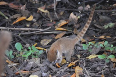Koatiler, nafakalar, Meksika..
