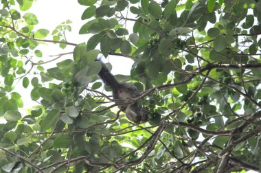 Hayvan bir nafaka-se na arvore.