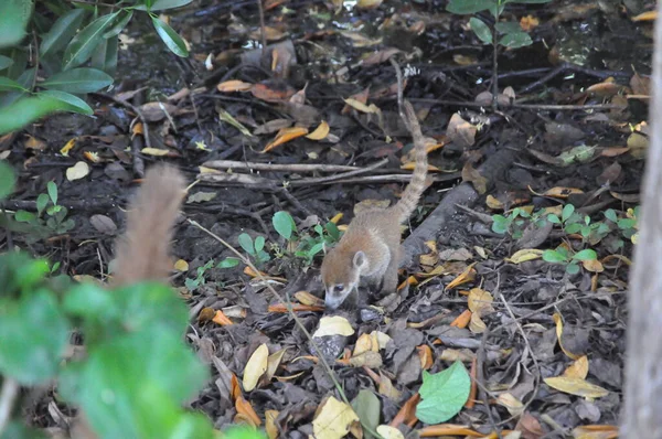 Koatiler, nafakalar, Meksika..