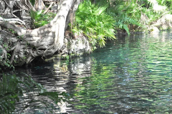 Cenote Mexiko Final Tarde — Stockfoto