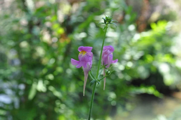 Flores Silvestres Fauna Zona Mortgua — Stock fotografie