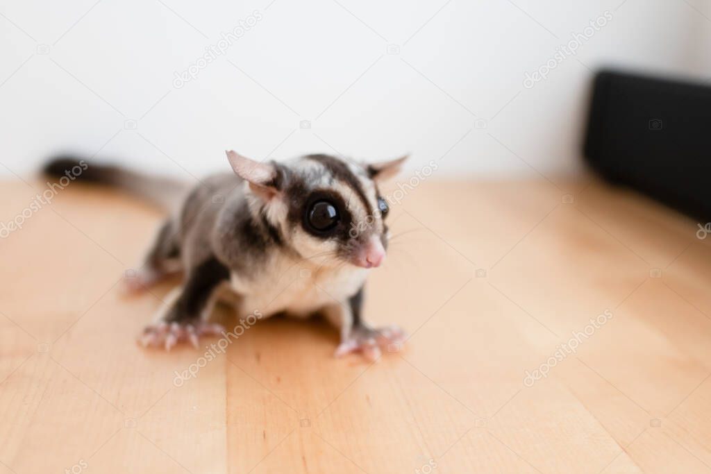 Cute little Sugar Glider on wooden table.