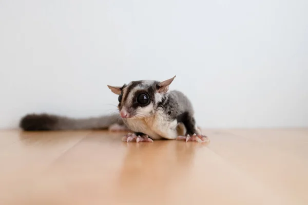 Lindo pequeño planeador de azúcar en la mesa de madera. —  Fotos de Stock