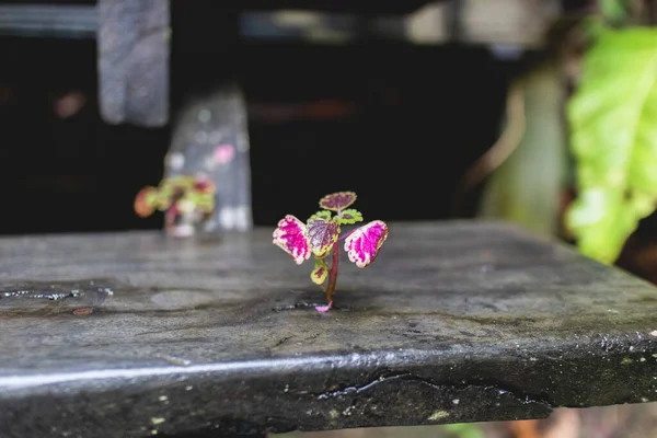Tiny plant growing on a wet wooden board. Concept of growing and strong.
