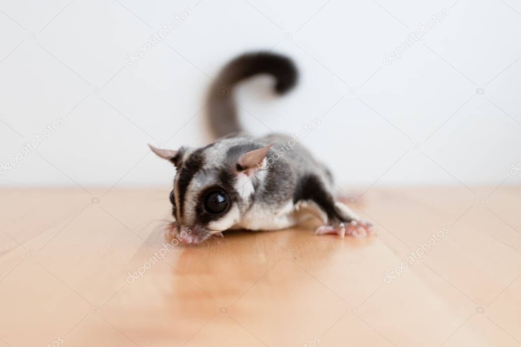 Cute little Sugar Glider on wooden table.