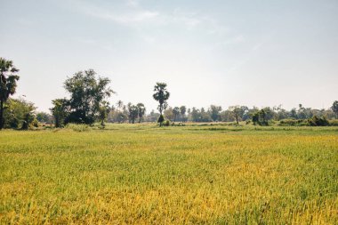 Taze sarı ve yeşil pirinç tarlası rengi..