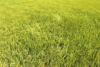 Taze sarı ve yeşil pirinç tarlası rengi..
