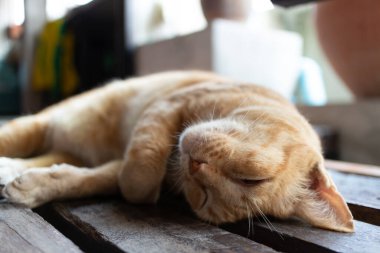 Evde kaygısız kedi ahşap zeminde uyur..