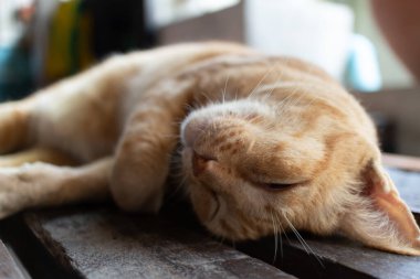 Evde kaygısız kedi ahşap zeminde uyur..