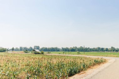 Güneydoğu Asya mısır tarlası açık gökyüzünde gün ışığında.