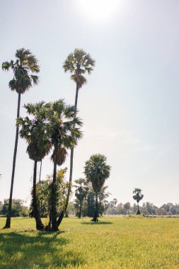 Taze sarı ve yeşil pirinç tarlası rengi..