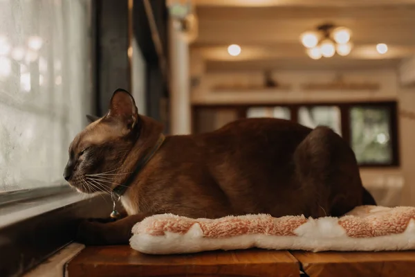 Kat ontspannen en kijken uit naar het raam. — Stockfoto