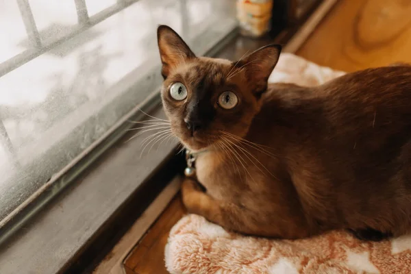 Cat a kamerába néz, miközben lazít az ablaknál.. — Stock Fotó